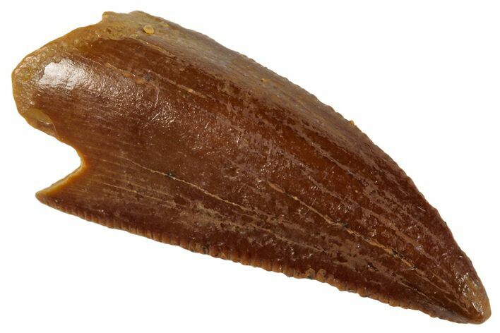 Serrated, Raptor Tooth - Real Dinosaur Tooth #265582